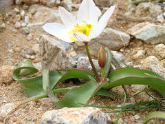 Tulipa saxatilis
