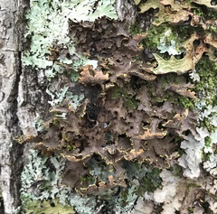 Pseudocyphellaria holarctica