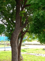 Azadirachta indica