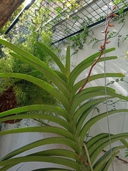 Vanda tricolor