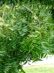 Azadirachta indica
