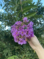 Lagerstroemia duperreana