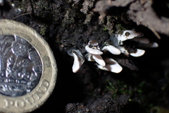 Xylaria hypoxylon