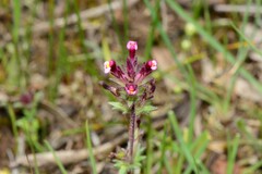 Parentucellia latifolia
