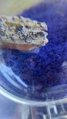 Chaenotheca ferruginea