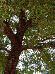 Azadirachta indica