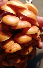 Flammulina velutipes