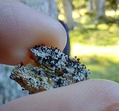 Chaenotheca ferruginea