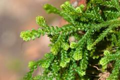 Selaginella denticulata
