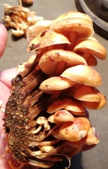 Flammulina velutipes