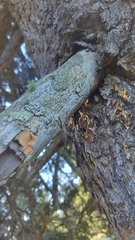 Chaenotheca ferruginea