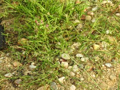 Capsella bursa-pastoris