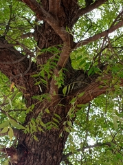 Azadirachta indica