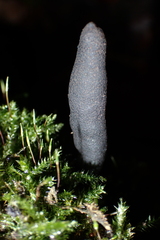Xylaria longipes