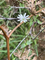 Stellaria flaccida