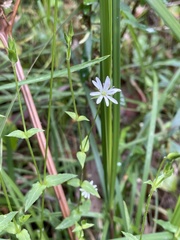 Stellaria flaccida