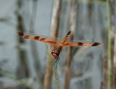 Libellula semifasciata