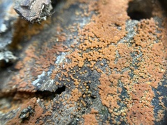 Hydropisphaera peziza