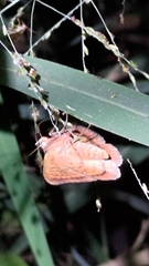 Hypopyra vespertilio
