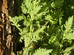 Achillea filipendulina