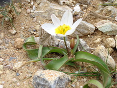 Tulipa saxatilis