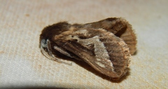 Eudalaca