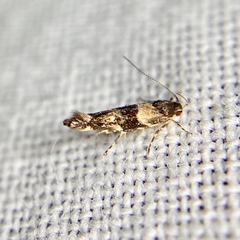 Cosmopterigidae