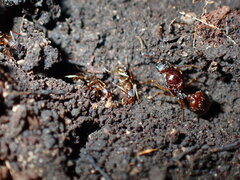 Aphaenogaster fulva