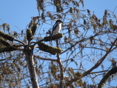 Lanius collaris collaris