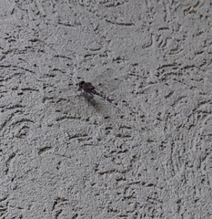 Bradinopyga geminata