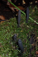 Xylaria longipes
