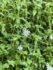 Stellaria flaccida