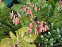 Cotyledon orbiculata