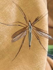 Tipula
