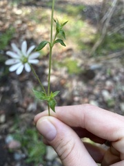Stellaria flaccida