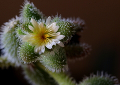 Delosperma echinatum