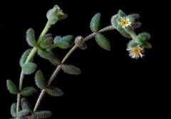 Delosperma echinatum