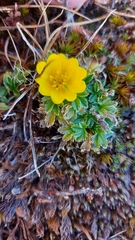 Potentilla