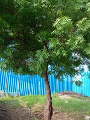 Azadirachta indica