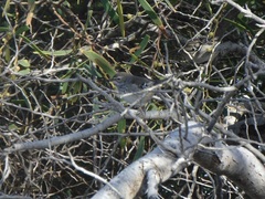 Sericornis maculatus