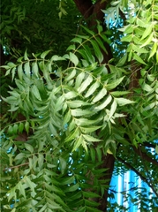 Azadirachta indica