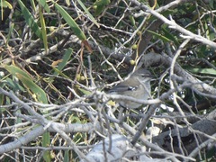 Sericornis maculatus