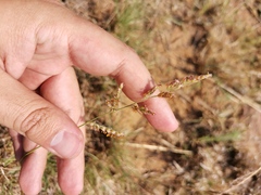 Urochloa serrata