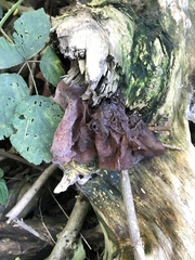 Auricularia auricula-judae