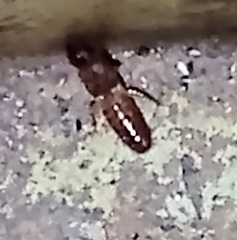 Kalotermitidae