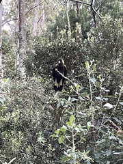 Zanda funerea xanthanota