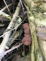 Auricularia auricula-judae