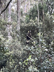 Zanda funerea xanthanota