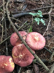 Russula rosacea