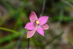 Thelymitra luteocilium
